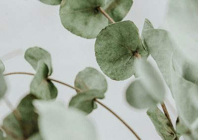 Rama de eucalipto en primer plano